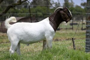 1x BOERBOK MALE Suzanne van Dyk Boerbokstoet