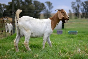 1x BOERBOK FEMALE Suzanne van Dyk Boerbokstoet (Pay per animal}