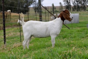 1x BOERBOK FEMALE Suzanne van Dyk Boerbokstoet (Pay per animal}