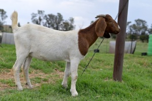 1x BOERBOK FEMALE Suzanne van Dyk Boerbokstoet (Pay per animal}