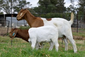 1 + 1x BOERBOK FEMALE Suzanne van Dyk Boerbokstoet (Pay per animal}