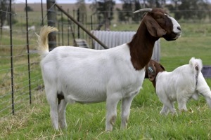 1x BOERBOK FEMALE Suzanne van Dyk Boerbokstoet