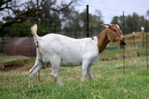 1x BOERBOK FEMALE Suzanne van Dyk Boerbokstoet