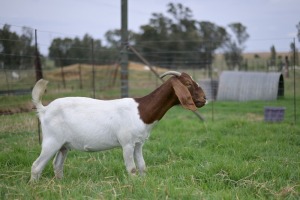 1x BOERBOK FEMALE Suzanne van Dyk Boerbokstoet