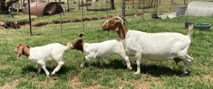 1+3x BOERBOK FEMALE Suzanne van Dyk Boerbokstoet