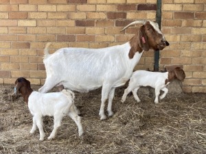 1+2x BOERBOK FEMALE Suzanne van Dyk Boerbokstoet