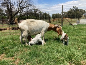 1+2x BOERBOK FEMALE Suzanne van Dyk Boerbokstoet