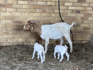 1+2x BOERBOK FEMALE Suzanne van Dyk Boerbokstoet