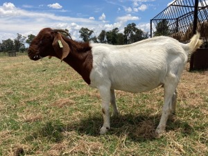 1x BOERBOK FEMALE Suzanne van Dyk Boerbokstoet