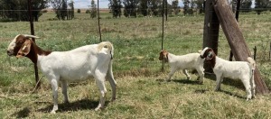 1+2x BOERBOK FEMALE Suzanne van Dyk BBS