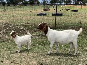 1+1x BOERBOK FEMALE Suzanne van Dyk BBS