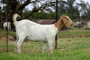 1x BOERBOK FEMALE Suzanne van Dyk Boerbokstoet