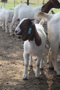 1x BOERBOK FEMALE Suzanne van Dyk BBS