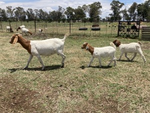 1+2x BOERBOK FEMALE Suzanne van Dyk BBS