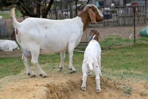 1+1x BOERBOK FEMALE Suzanne van Dyk BBS