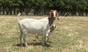 1x BOERBOK FEMALE Suzanne van Dyk Boerbokstoet