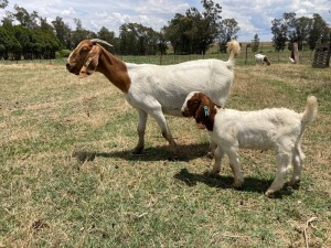 1+1x BOERBOK FEMALE Suzanne van Dyk Boerbokstoet