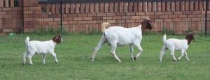 1+2x BOERBOK FEMALE Suzanne van Dyk BBS