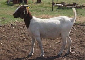 1x BOERBOK FEMALE Suzanne van Dyk BBS