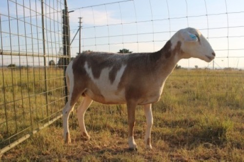 1X OOI/EWE J Afrika - Mandla Seopela - 082 044 4712 (Highest Bidder may choose A, B or C of Lot round or take all - Pay per piece. Choice once per Lot round, Rest to take all)