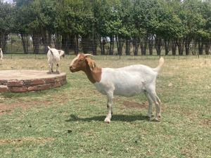 1x BOERBOK FEMALE Suzanne van Dyk Boerbokstoet