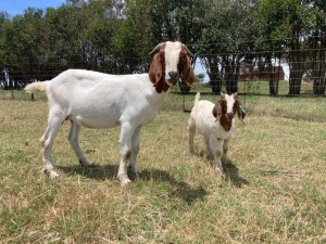 1+1x BOERBOK FEMALE Suzanne van Dyk BBS