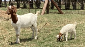 1+1x BOERBOK FEMALE Suzanne van Dyk BBS