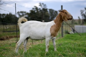 1x BOERBOK FEMALE Suzanne van Dyk BBS