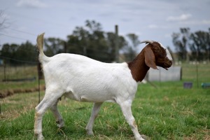 1x BOERBOK FEMALE Suzanne van Dyk BBS