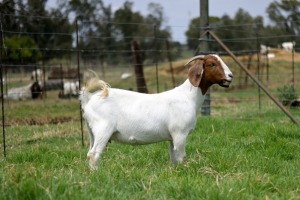 1x BOERBOK FEMALE Suzanne van Dyk BBS