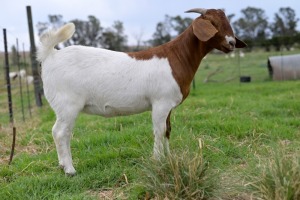 1x BOERBOK PREGNANT FEMALE Suzanne van Dyk BBS