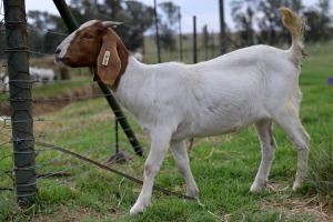 1x BOERBOK FEMALE Suzanne van Dyk BBS