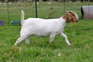 1x BOERBOK FEMALE Suzanne van Dyk BBS