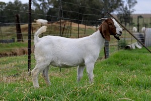 1x BOERBOK FEMALE Suzanne van Dyk BBS