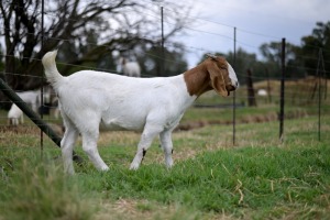 1x BOERBOK FEMALE Suzanne van Dyk BBS