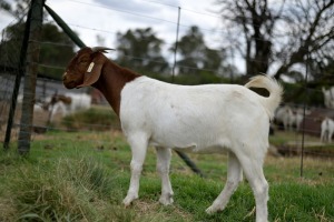 1x BOERBOK FEMALE Suzanne van Dyk BBS