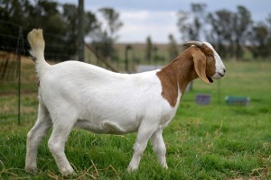 1x BOERBOK FEMALE Suzanne van Dyk BBS