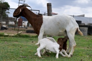 1+2x BOERBOK FEMALE Suzanne van Dyk BBS