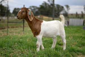 1x BOERBOK FEMALE Suzanne van Dyk BBS