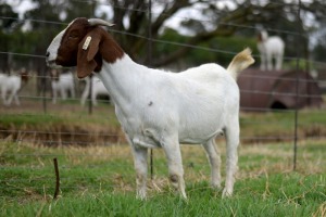 1x BOERBOK FEMALE Suzanne van Dyk BBS