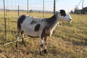 1X OOI/EWE J Afrika - Mandla Seopela - 082 044 4712