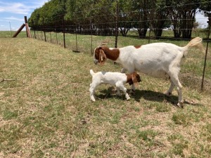 1+1x BOERBOK FEMALE Suzanne van Dyk BBS