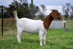 1x BOERBOK FEMALE Suzanne van Dyk BBS