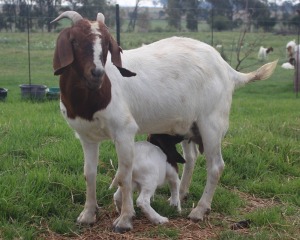 1x BOERBOK FEMALE Suzanne van Dyk BBS