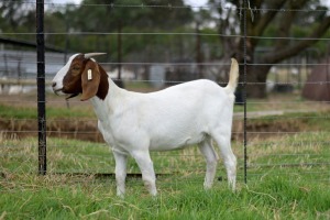 1x BOERBOK FEMALE Suzanne van Dyk BBS