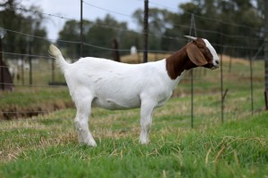 1x BOERBOK FEMALE Suzanne van Dyk BBS