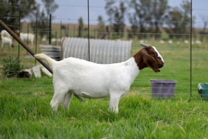 1x BOERBOK FEMALE Suzanne van Dyk BBS