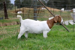 1x BOERBOK PREGNANT FEMALE Suzanne van Dyk BBS