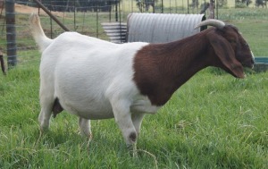 1x BOERBOK FEMALE Suzanne van Dyk BBS