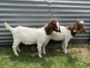 2x BOERBOK FEMALE Suzanne van Dyk BBS (Pay per animal}